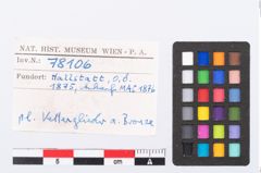 Foto von Bronzekettchen (NHMW-PRAE-078106)